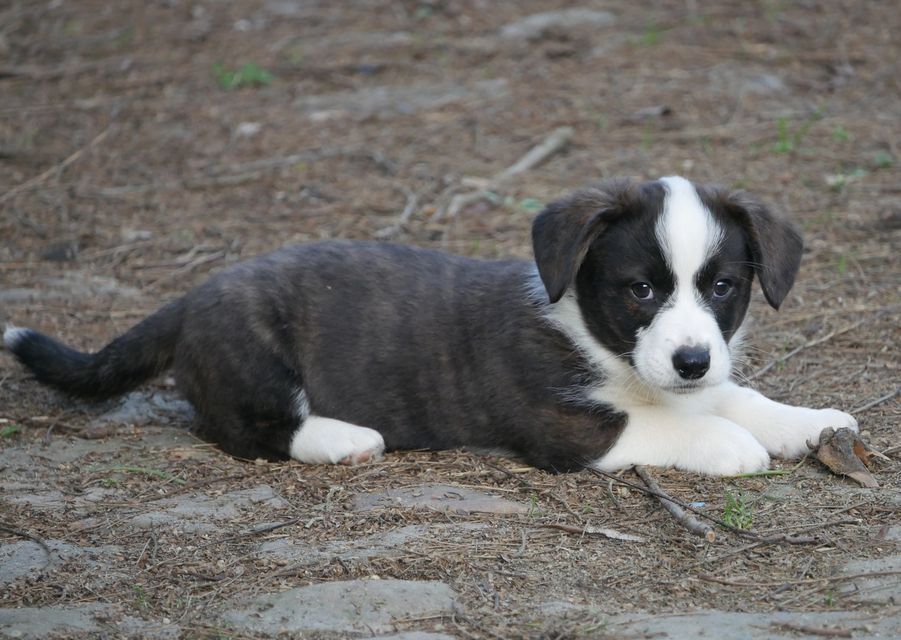 Brissac Classic - Welsh Corgi Cardigan - Portée née le 04/12/2023